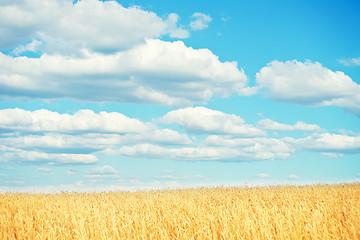 Image showing golden wheat field