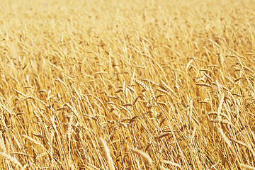 Image showing golden wheat field