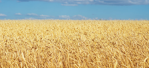 Image showing golden wheat field