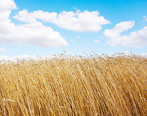 Image showing golden wheat field