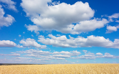 Image showing golden wheat field