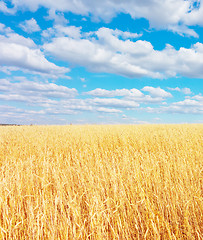 Image showing golden wheat field