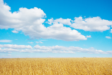 Image showing golden wheat field