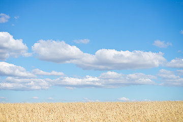 Image showing golden wheat field