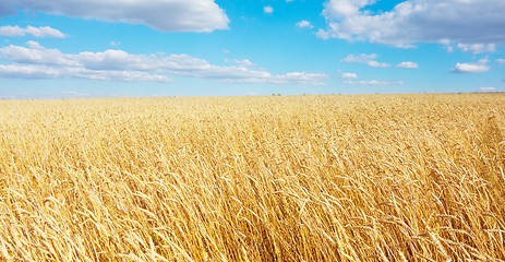 Image showing golden wheat field