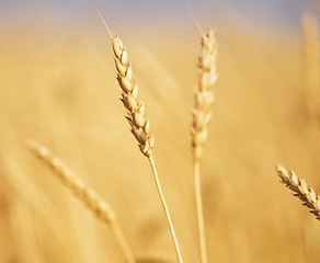 Image showing golden wheat ear