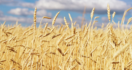 Image showing golden wheat field