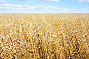 Image showing golden wheat field