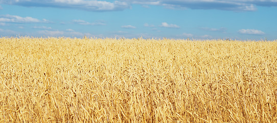 Image showing golden wheat field