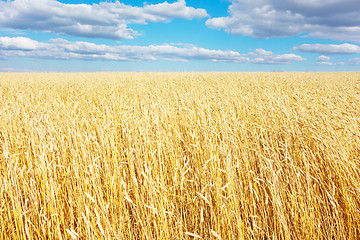 Image showing golden wheat field