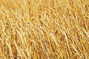 Image showing golden wheat field