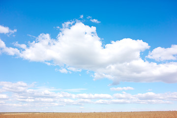 Image showing golden wheat field