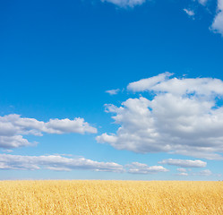 Image showing golden wheat field