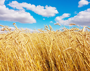 Image showing golden wheat field