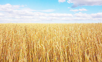 Image showing golden wheat field