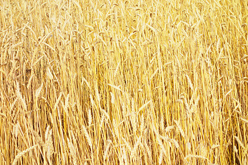 Image showing golden wheat field