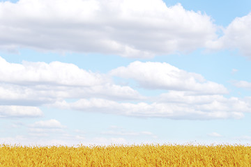 Image showing golden wheat field