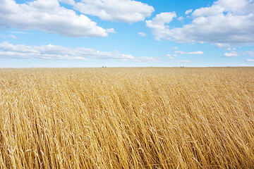 Image showing golden wheat field