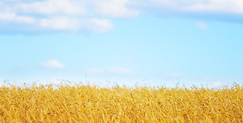 Image showing golden wheat field