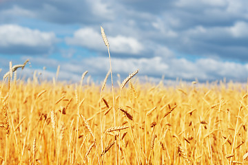 Image showing golden wheat field