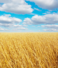 Image showing golden wheat field