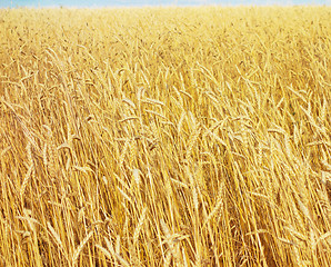 Image showing golden wheat field