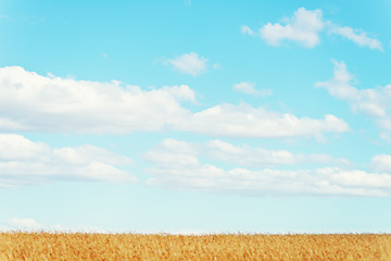 Image showing golden wheat field