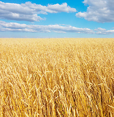 Image showing golden wheat field