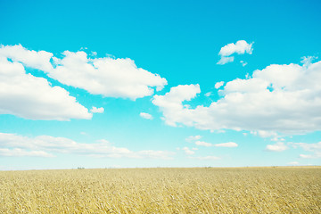 Image showing golden wheat field