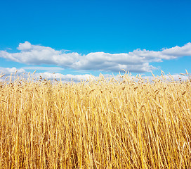 Image showing golden wheat field