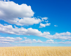 Image showing golden wheat field