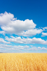 Image showing golden wheat field