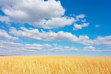 Image showing golden wheat field