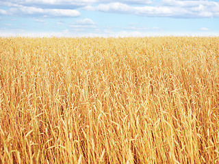 Image showing golden wheat field