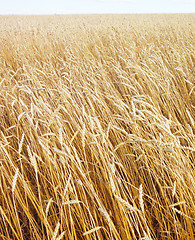 Image showing golden wheat field