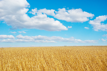 Image showing golden wheat field