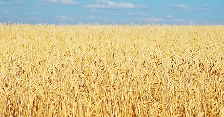 Image showing golden wheat field