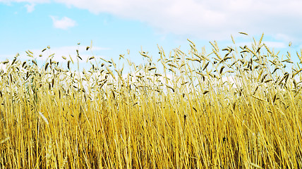 Image showing golden wheat field