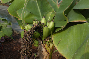 Image showing Bannana plant