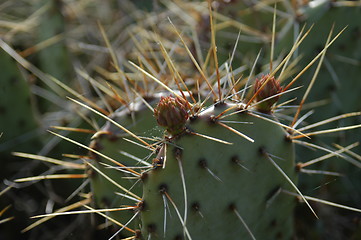 Image showing Cactus