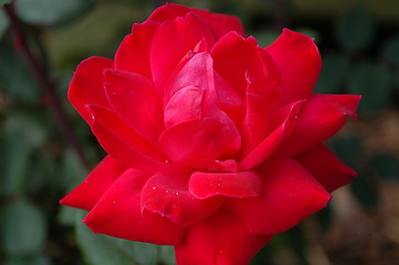 Image showing Red rose