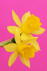 Image showing daffodil on pink