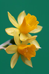 Image showing daffodil on green