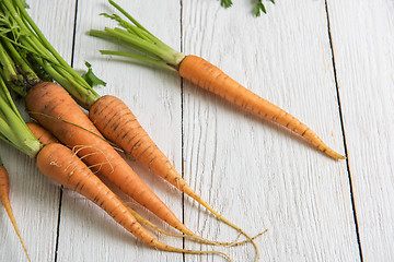 Image showing Freshly grown carrots