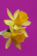 Image showing daffodil on viloet