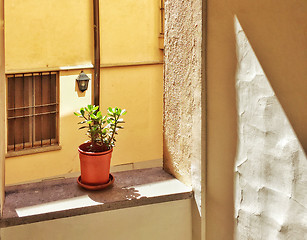 Image showing little plant in an ancient building