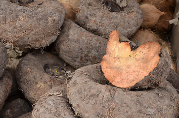 Image showing Amorphophallus paeoniifolius or elephant foot yam