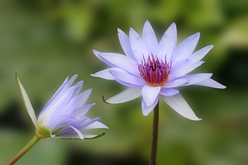 Image showing water lily