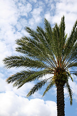 Image showing palmtree and sky