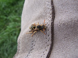 Image showing Wasp